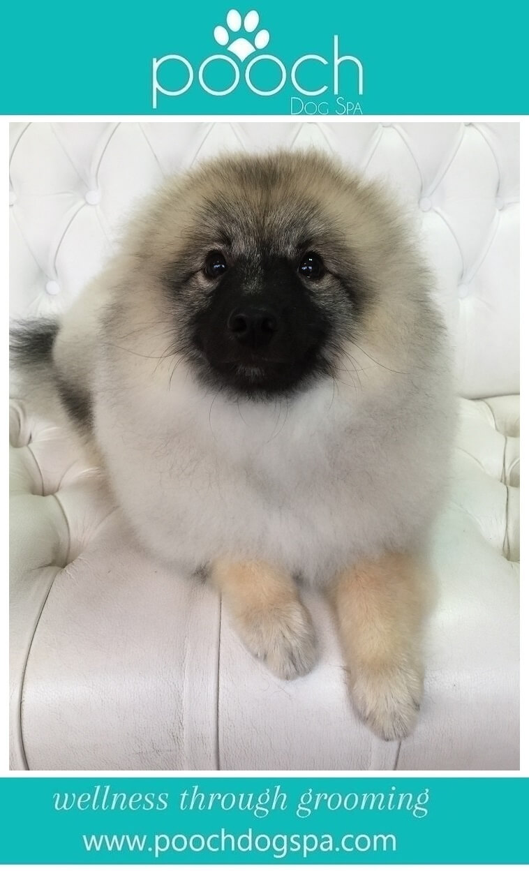 Keeshond-grooming