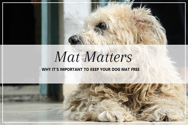 How Do You Remove Matted Dog Hair
