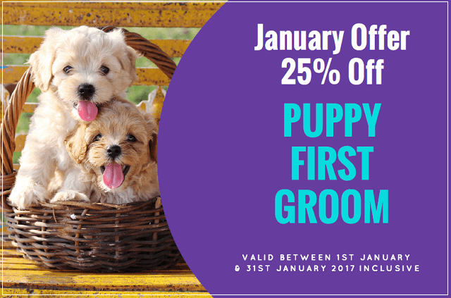 Dog grooming deals offers